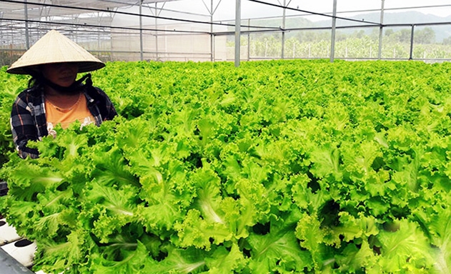 HTX đang tập chung sản xuất rau củ quả sạch theo công nghệ Israel