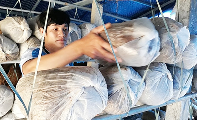 Trại nấm của anh Nguyễn Văn Tâm