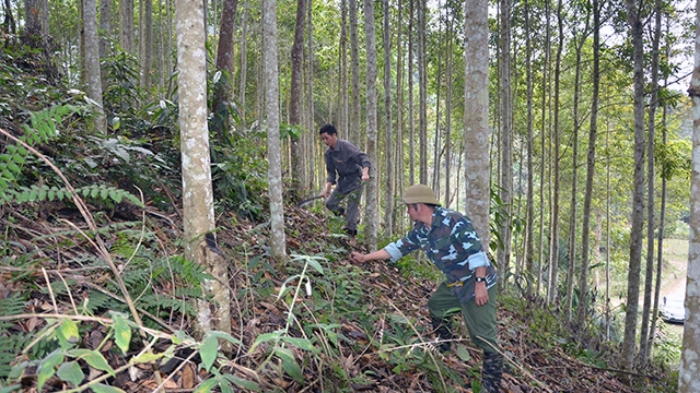 Chuyển hóa rừng trồng gỗ nhỏ sang rừng trồng gỗ (Ảnh: Internet)