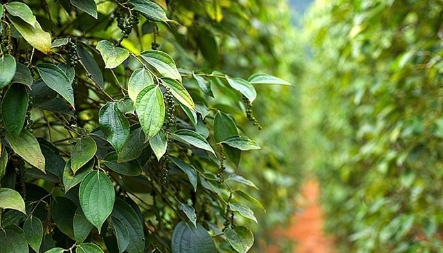 Hồ tiêu chịu áp lực giảm giá (Ảnh Internet)