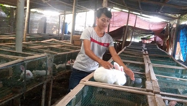Có thời điểm, trại thỏ của anh Thưởng đạt gần 100 con thỏ nái