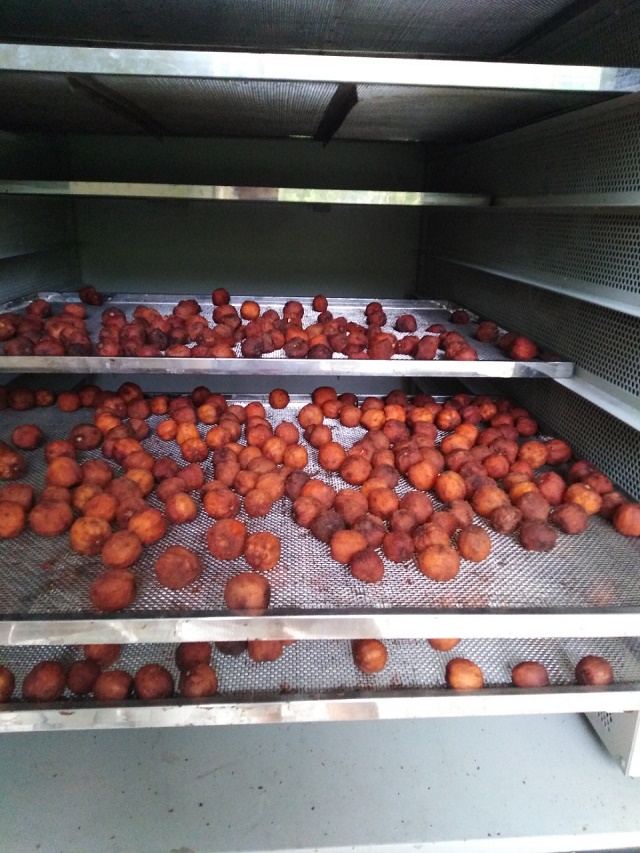 Tháng 8/2017, hơn 3 ha hồng không hạt của HTX được chứng nhận tiêu chuẩn VietGAP