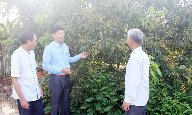 Quy trình sản xuất an toàn giúp chất lượng sản phẩm tốt, giá bán ổn định ở mức 28 - 30 nghìn đồng/kg