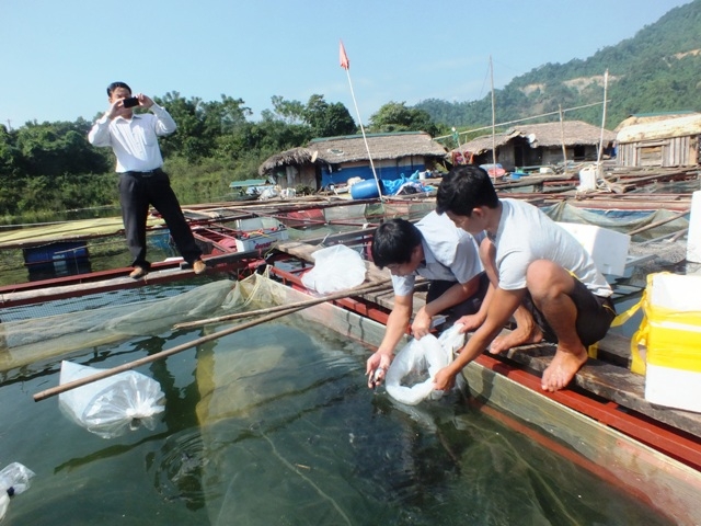 Mô hình nuôi cá của HTX