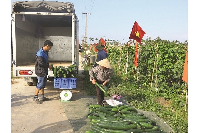 Bí xanh hiện là sản phẩm mang lại hiệu quả kinh tế lớn nhất cho thành viên HTX