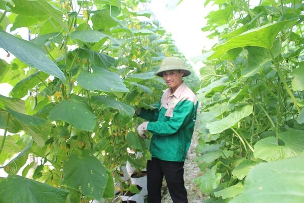 Mô hình trồng rau công nghệ cao của HTX mang lại hiệu quả tích cực về kinh tế, môi trường
