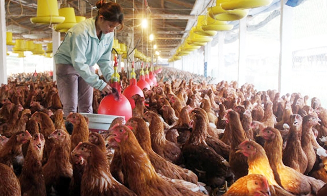 Chỉ chưa đầy 9 tháng đi vào hoạt động, doanh thu của HTX đã đạt trên 20 tỷ đồng, thu lãi gần 700 triệu đồng