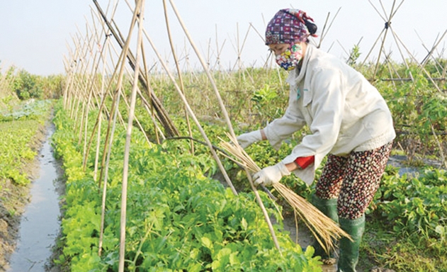 Cần nâng cao vai trò, vị thế của nữ giới khi tham gia các HTX