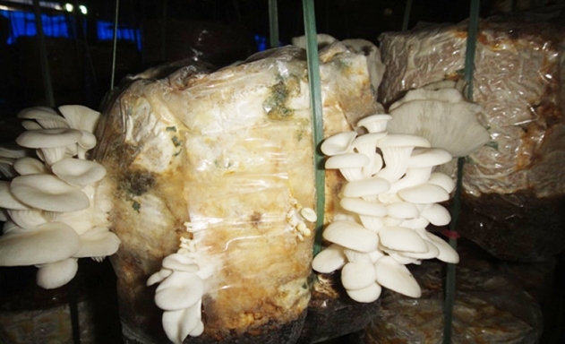 Sản lượng nấm xuất ra thị trường của HTX khoảng 1,5 tấn/tháng