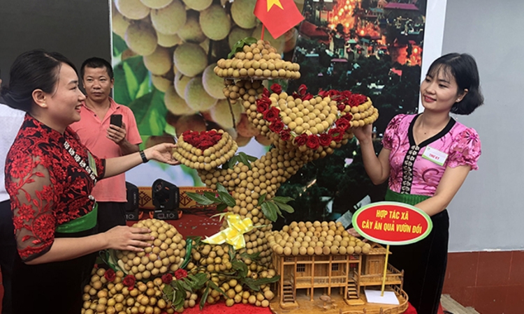 Sơn La xuất khẩu sản phẩm nhãn đầu tiên sang Trung Quốc