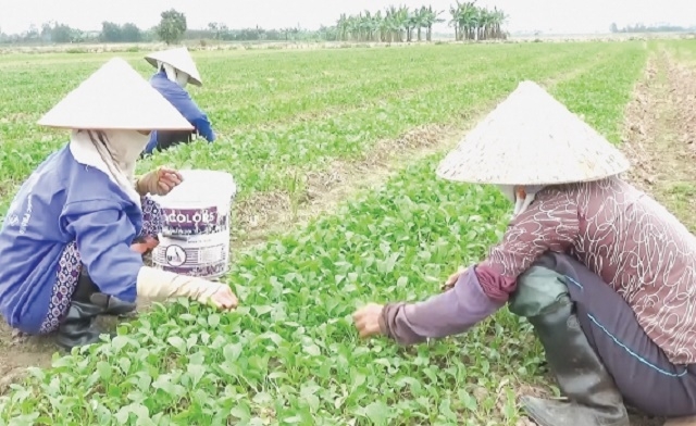 HTX ra đời đã khắc phục được lối sản xuất nhỏ của nông dân Thanh Tân