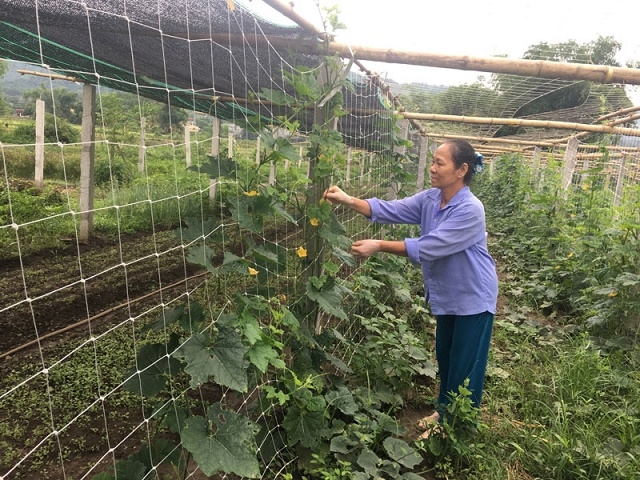 Tổng doanh thu của HTX đạt bình quân trên 1 tỷ đồng/năm