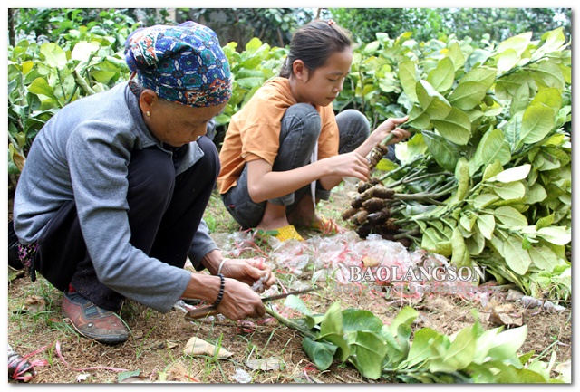 Năm 2018, HTX Cửu Long xuất bán thành công hơn 20 vạn cây giống các loại (Ảnh: Báo Lạng Sơn)