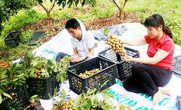 Các HTX đang có đóng góp tích cực trong xây dựng NTM tại Chiềng Khoong