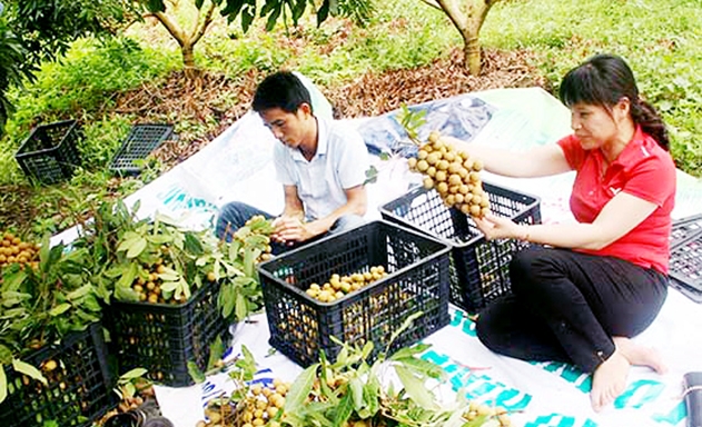 Các HTX đang có đóng góp tích cực trong xây dựng NTM tại Chiềng Khoong