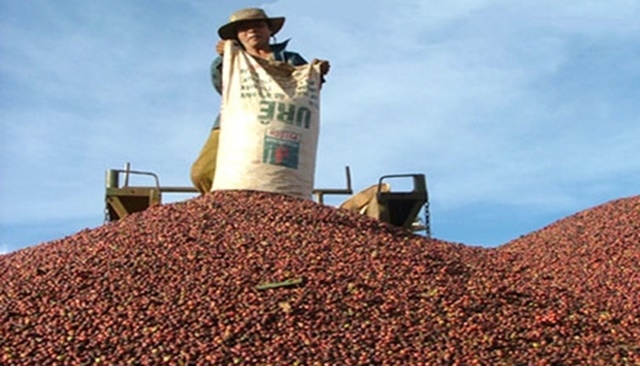 Xuất khẩu cà phê trong 6 tháng năm 2019 giảm cả về lượng và kim ngạch, chỉ đạt 1,57 tỷ USD.(Ảnh Internet)