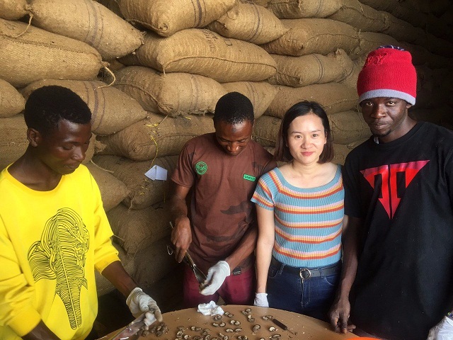 Các chuyên gia của T&T Group kiểm tra chất lượng điều thô tại kho ở Tanzania