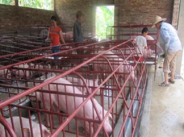 Khu chăn nuôi lợn của HTX