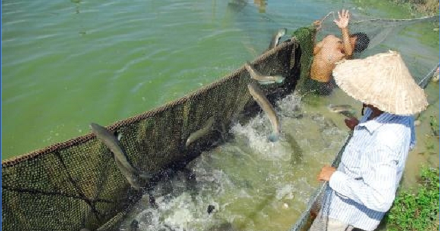 HTX chuyên cung cấp cá giống và chế biến các loại sản phẩm chất lượng cao