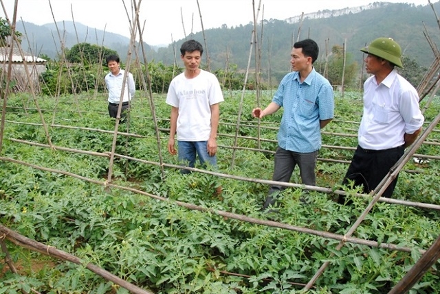 Các giống rau mới đang dần được đưa về HTX