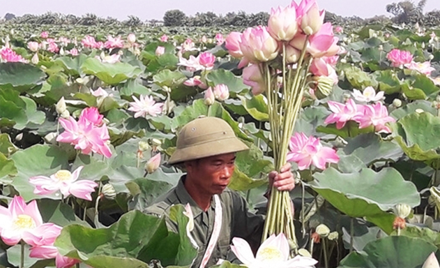 Cánh đồng sen của HTX đang cho thu hoạch