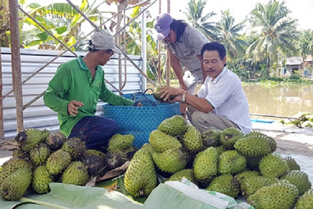1 ha mãng cầu xiêm cho thu lãi khoảng 350 triệu đồng mỗi năm