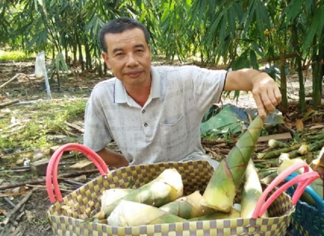 Ngay trong năm đầu tiên, cây tre đã cho thu hoạch măng