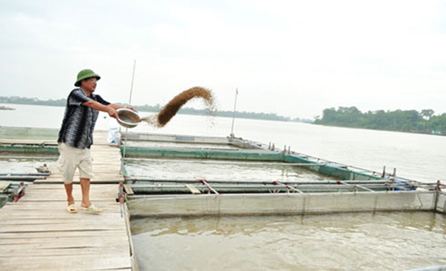HTX tiên phong nuôi cá lồng VietGAP trên sông Đuống