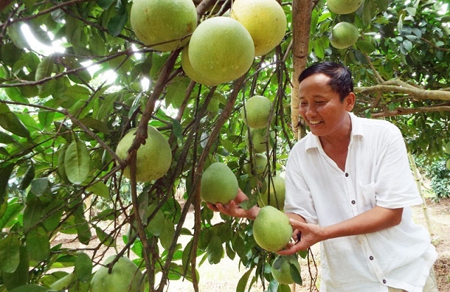 Sản phẩm của HTX Tân Lạc đã gây ấn tượng mạnh nhờ quy trình sản xuất VietGAP