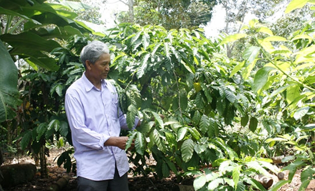 Ông Y Căl đã nghiên cứu quy trình trồng cà phê hiện đại trên thế giới, áp dụng vào lối canh tác của đồng bào Êđê
