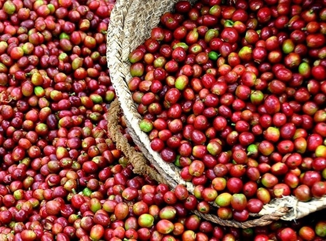 Giá cà phê có đà tăng (Ảnh Internet)