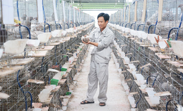 Giám đốc Phan Thanh Hồng trong khu chuồng nuôi bồ câu của HTX