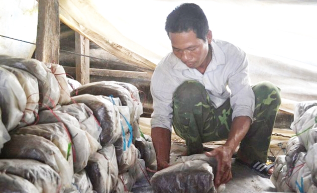 Trung bình mỗi tháng, HTX cung cấp hơn 2 tấn nấm cho thị trường