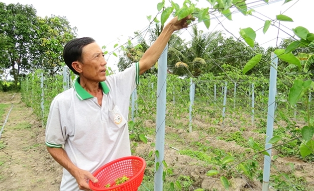 Hoa thiên lý như “làn gió mới”, thay đổi nếp nghĩ của thành viên của THT