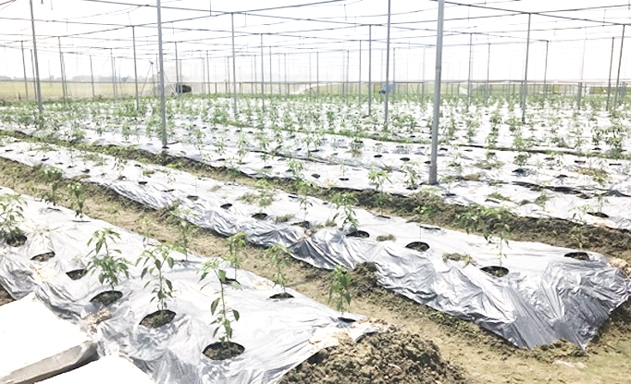 ​Cây ớt được trồng trong nhà màng của HTX