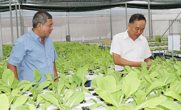 ​Mô hình trồng rau thủy canh trong nhà màng của HTX Xuân Lộc