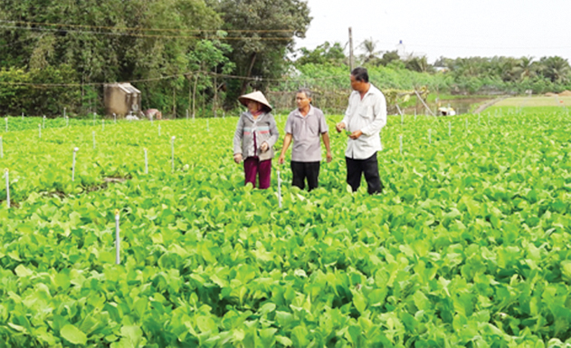 Sản xuất rau an toàn ở HTX Rau an toàn Gò Công
