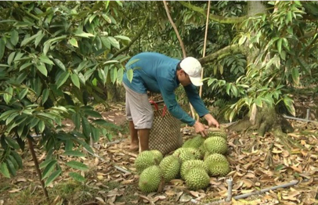 Công bố nhãn hiệu tập thể “Sầu riêng Cai Lậy” (Ảnh Internet)