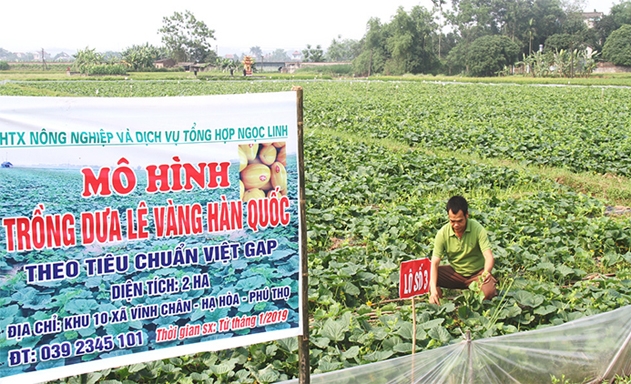 Mô hình của HTX bước đầu thu được một số kết quả đáng khích lệ