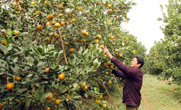 HTX đã tập trung sản xuất theo quy trình VietGAP