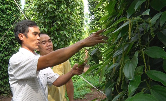 HTX là đơn vị đầu tiên ở Việt Nam xuất khẩu hồ tiêu sang thị trường châu Âu