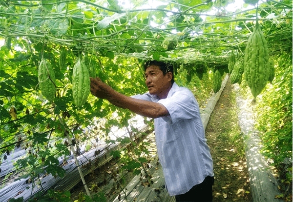 TP.HCM đưa vào sản xuất 55 giống cây trồng mới (Ảnh minh họa: Internet)