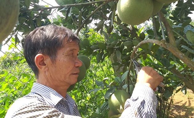 Ông Chất chăm sóc vườn cây ăn quả