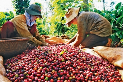 Mặt hàng cà phê của Việt Nam là hàng xuất khẩu dưới dạng thô hoặc sơ chế đơn giản (Ảnh: Internet)