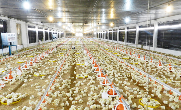 Trang trại nuôi gà XK công nghệ cao của HTX