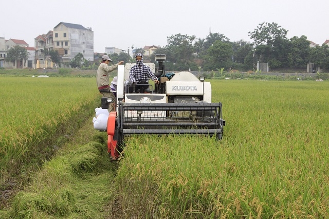 Vụ Xuân năm 2019, năng suất lúa của HTX đạt bình quân 1,7 - 2 tạ/sào