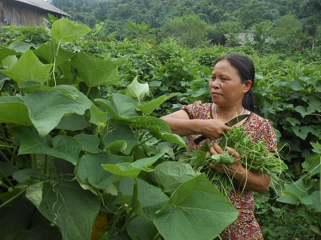 Giá bán ngọn su su tại vườn hiện đạt 10.000 - 14.000 đồng/kg