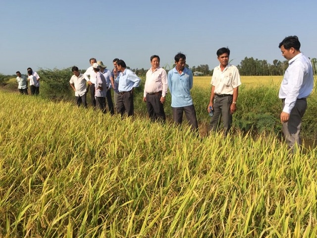 HTX đang sản xuất trên diện tích 310 ha