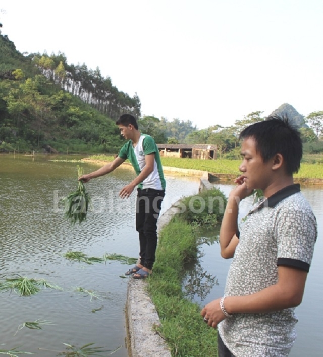 HTX kết hợp giữa giống cá truyền thống và các loại cá mới để nâng cao năng suất (Ảnh: Báo Lạng Sơn)