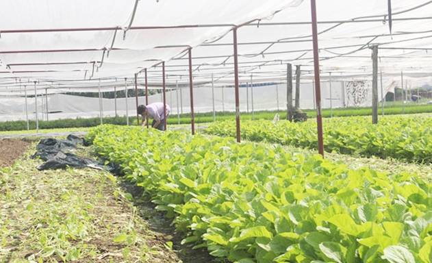 Mô hình trồng RAT của anh Mạnh là mô hình đầu tiên của xã Đông Cao